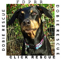 Florida Dobermann Pinscher Rescue Ring